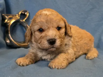 Cavapoo - Matteo