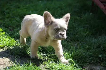 Francia bulldog - Urus