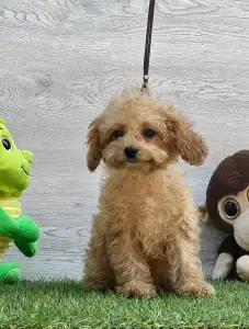 Cavapoo - Ellie ( Toy Size )