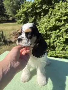 American Cocker Spaniel - Easter Lily