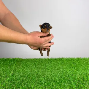 Yorkshire Terrier - Pola