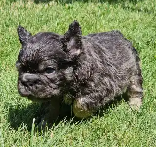 French Bulldog - French Bulldog Boys Puppy Availabe