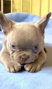 Francouzský buldoček - Steel Wing Bullz Mylo