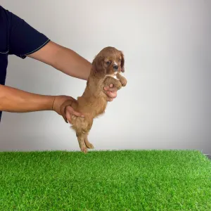 Cavalier King Charles Spaniel - Wimpie