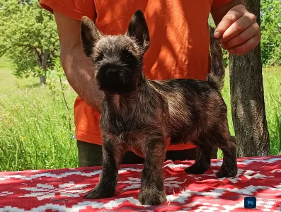 Cairn Terrier - Giles