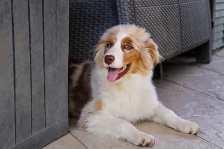 Berger australien - Gladstone Aussies Jasmine