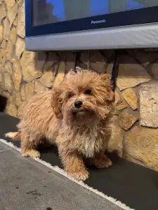 Cavapoo - Lilla