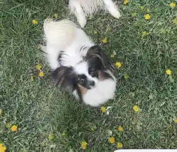 Papillon - Mirri