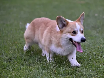 Welsh Corgi Pembroke - Shapphire Of Farm Of Happy Dogs