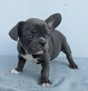 Bulldog francez - Arthur