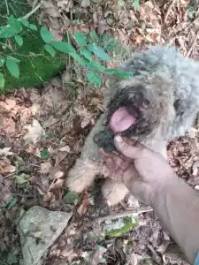 Romagna Water Dog - Lagotto Passion 
