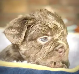 Französische Bulldogge - Steel Wing Bullz Royal