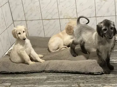 Afghanischer Windhund - Xavian