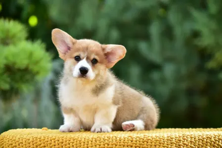 Corgi galez Pembroke - Gingers Heritage Prince Of Skiathos