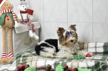 Biewer Terrier - Quartz