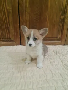 Welsh Corgi Pembroke - Dorina