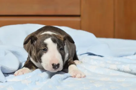 Miniature Bullterrier - Nathan