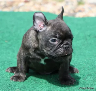 French Bulldog - Barney