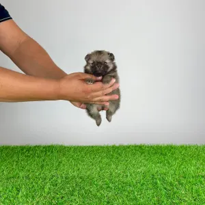 Szpic miniaturowy - Riki