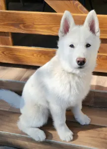 Siberian Husky - Ametiszt Of Polar Moonlights