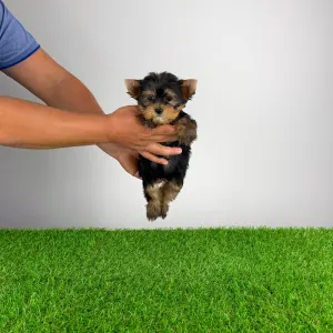 Yorkshire Terrier - Fortuna