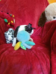 Boston Terrier - Erik