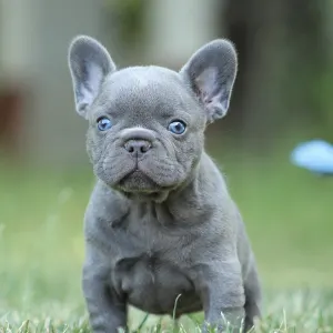 French Bulldog - Potter 