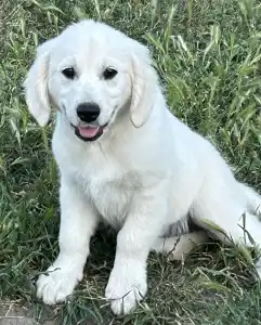 Golden Retriever - Tesa