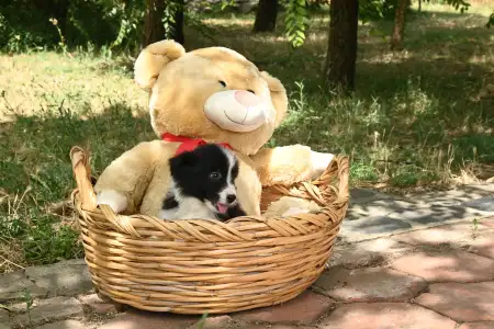 Border Collie - Dazzling Borders Beautiful Addiction
