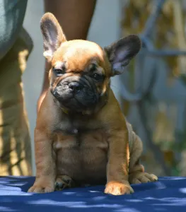 French Bulldog - Goldy