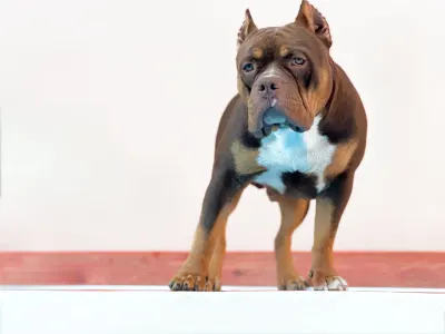 Amerikai Bully - Standard - Bullberry Kennel