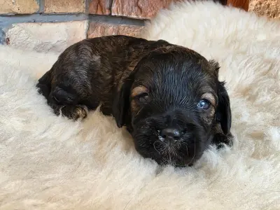 Cavapoo - Norton