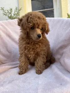 Pudla - patuljasta - Aston Christina Diamond Dream