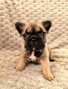 Französische Bulldogge - Miora Frenchie Summer