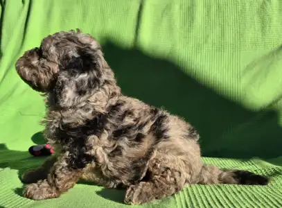 Cavapoo - Monk