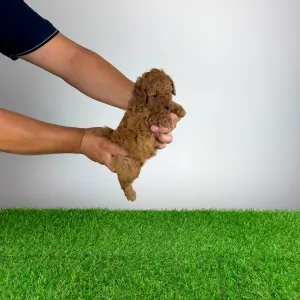 Pudel miniaturowy - Boxy