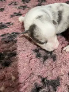 Border Collie - Bounty/slate Sable Kan