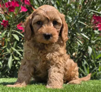 Cavapoo - Jasmin