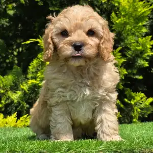Cavapoo - Benjamin