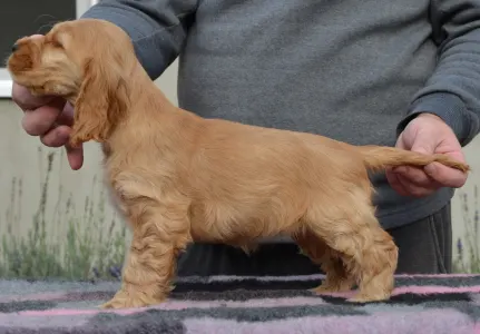 Angol Cocker spániel - Anney