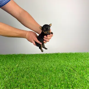 Yorkshire Terrier - Pancho