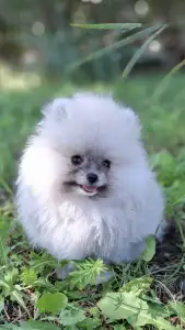 Pomeranian - Monty