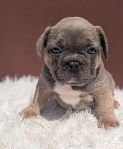 Buldog francuski - Jamie
