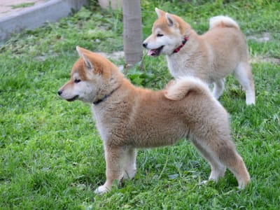 Shiba - Fornax