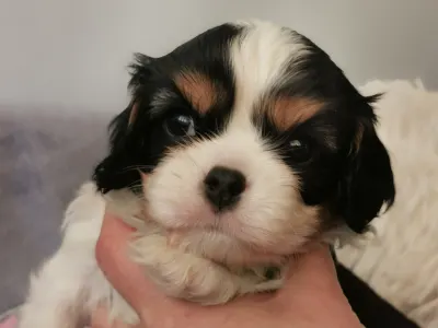 Cavalier King Charles Spaniel - Gerry