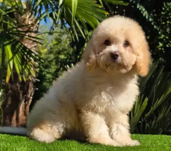 Cavapoo - Solo