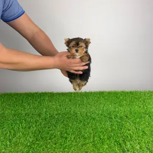 Yorkshire Terrier - Nandi