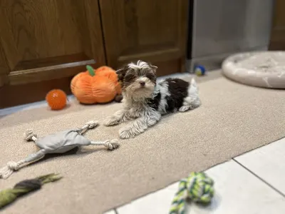 Biewer terrier - Quentin (biro)