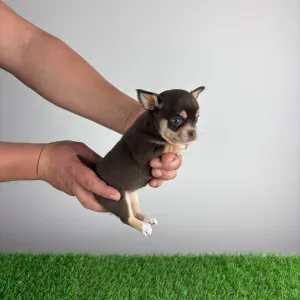 Chihuahua - Zoya