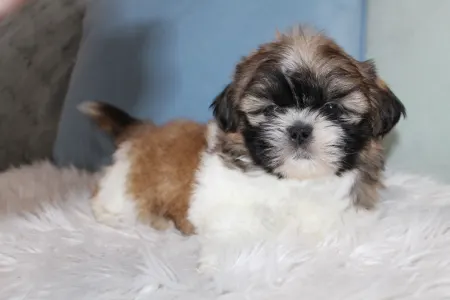 Shih Tzu - Arthur